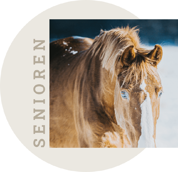 einsatzgebiet senioren banner derby